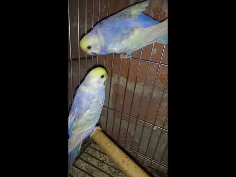 عصافير رينبو