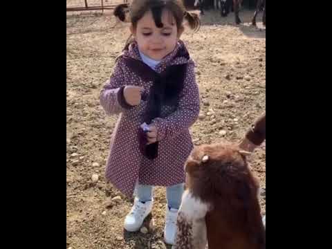 قال ماع