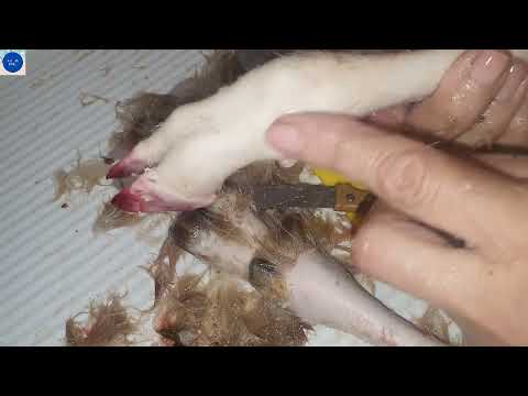 How To Clean Lamb, Sheep Trotters-Paya || Special Eid al-Adha || All In One
