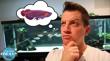 Trying to Find the PERFECT AROWANA Fish!