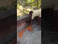 gi kam Shahpur Kamal station ka sab pipe Badal hue viral video