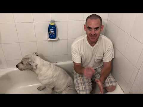 Amazing way to bathe your dog well, get rid of fleas!  Canine cleaning made EZ