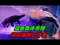 猛魚集體餵食，多種兇猛的食肉類觀賞魚，如何獵取食物
