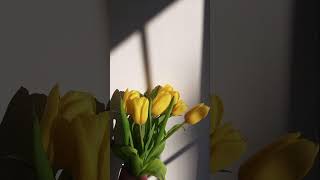 Mert Ahmetçik - Sarı Laleler