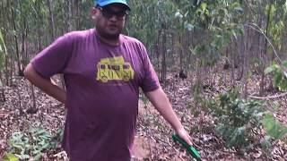 Cutting Down The Eucalyptus Trees
