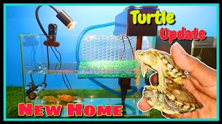 My Turtle Update  With WINTER CARE TIPS || New Turtle Tank Setup