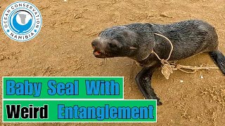 Baby Seal With Weird Entanglement