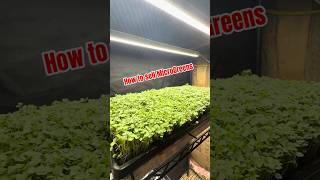 Where Do You ACTUALLY Sell Microgreens? #microgreens #gardening