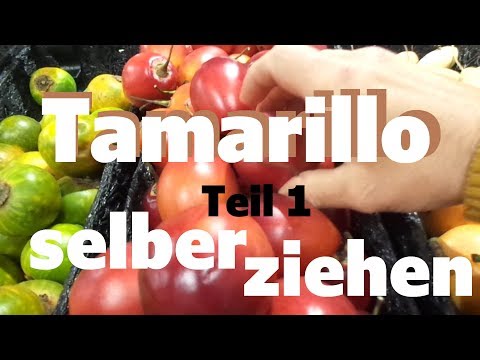 Video: Tomatenbaum. Anbau Und Vermehrung