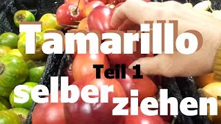 Tamarillo Baumtomate vom Samen zur 2 meter Pflanze Teil 1 #schweiz #pflanzen
