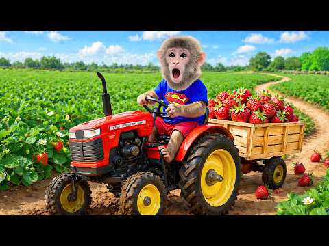 El mono Bibi descubre inesperadamente un jardín de frutas 🐒