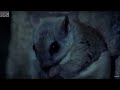 David Attenborough Talks About The Flying Squirrel | BBC Earth