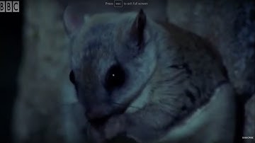 David Attenborough Talks About The Flying Squirrel | BBC Earth