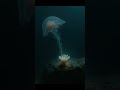 Did You Know This Jellyfish Can Live Forever? 🧬 #didyouknow #naturefacts