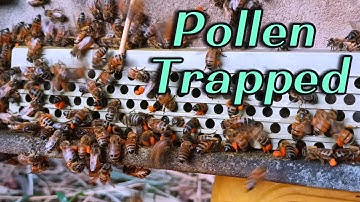 🔴Live This is How we collect pollen from morning bee