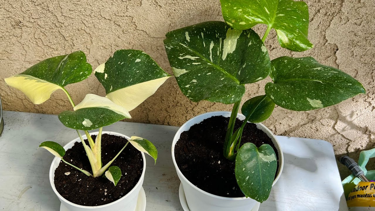 Plantando y separando mi Thai Constellation Monstera 💚💛🤍 #thai #monstera #indoorplants #garden