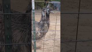 listen closely, that's what a emu sounds like #bigbirds #bird #farm #animals #familyfarm