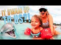A Dolphin Swam Up To My 3 Year Old In The Ocean! 😱