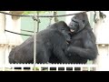 Mother gorilla on a rainy day doesn't want to leave her daughter alone|Past Videos|Shabani Group