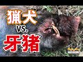 【猪猟】激突！猟犬VS.牙猪！（閲覧注意）