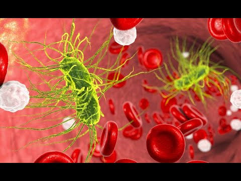 Video: Bacteraemia