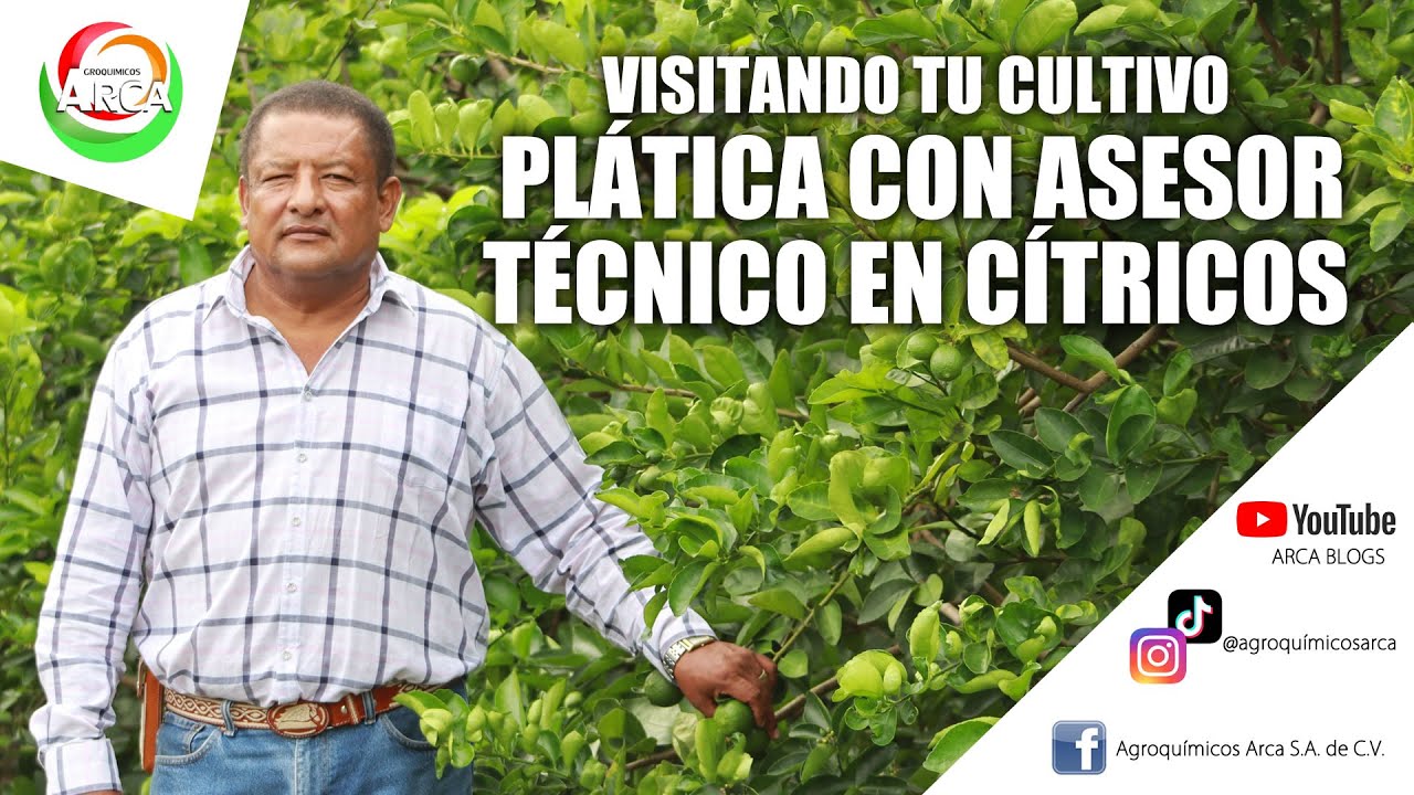 VISITANDO TU CULTIVO: Manejo Agronómico del cultivo del Limón Persa (Parte 1)