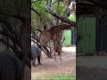 One powerful kick from giraffe 🦒 can kill #wildlife #fyp #nature #hippopotamus #giraffe #lions