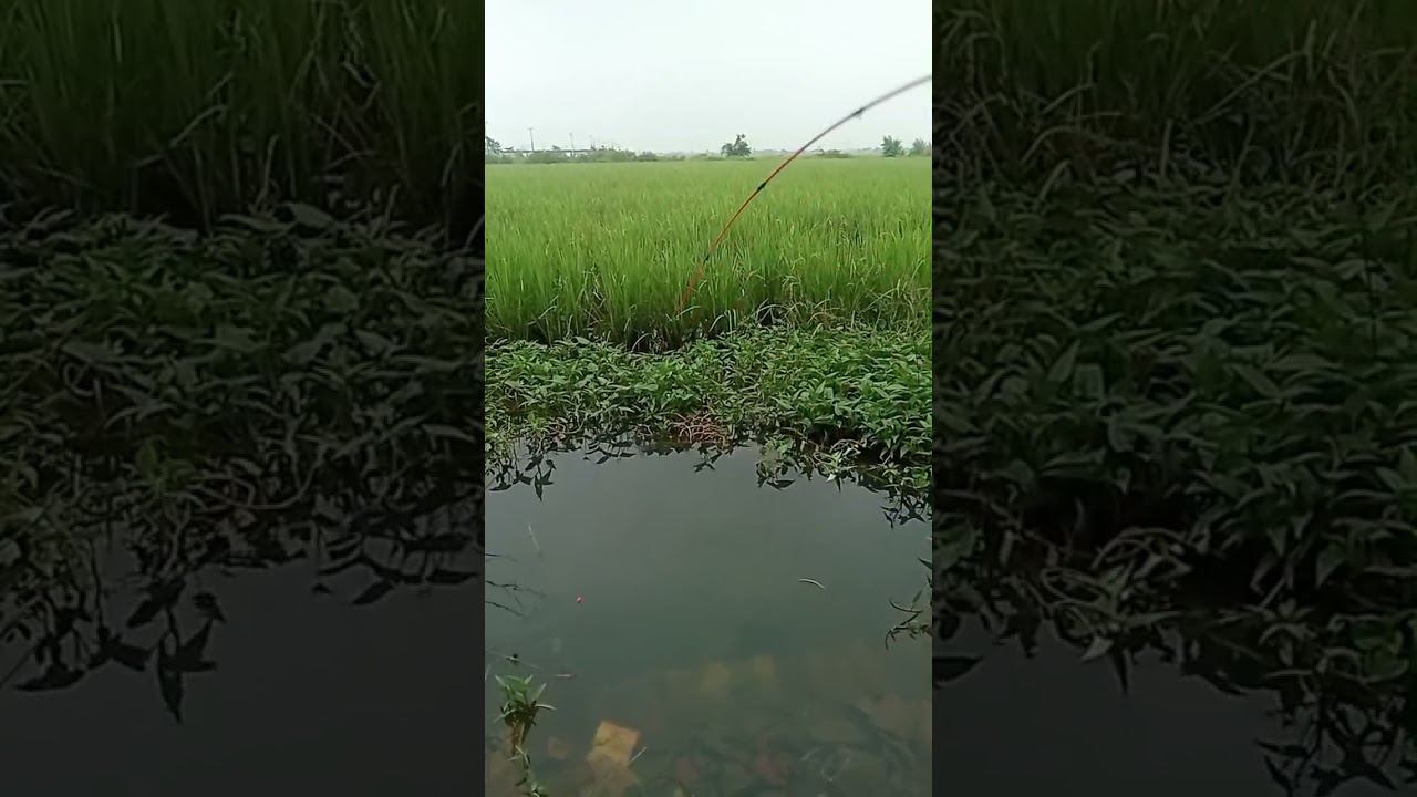 Berburu Ikan 🐟 di Rawa 