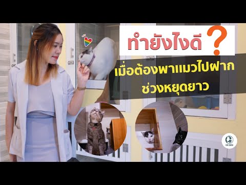 ฝากแมว ในวันหยุดยาวทำยังไงดี ?