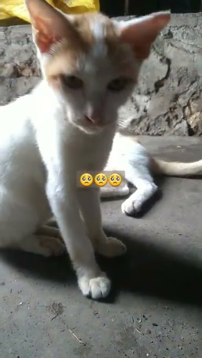 kucingsakit,dan sesak nafas#shortsvideos
