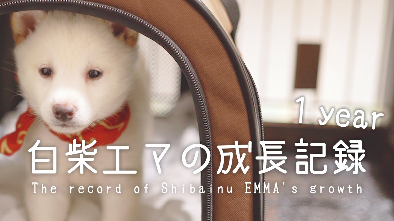 柴犬 子犬が１歳になるまでの成長記録丨白柴エマ Shibainu Emma Youtube
