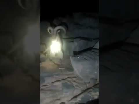 صيد الوعل الجبلي الاروي