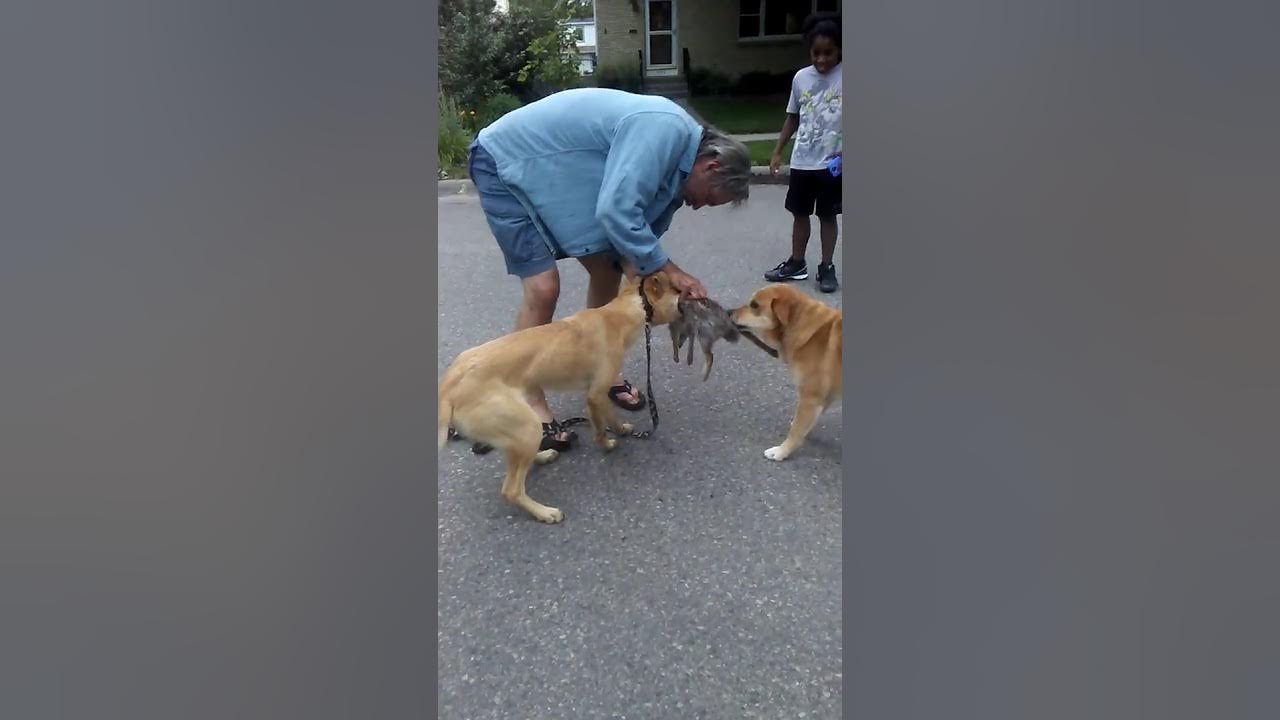 Dog kills a rabbit YouTube