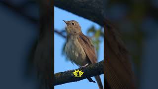 Melodies of the Night: Captivating Nightingale Singing screenshot 3