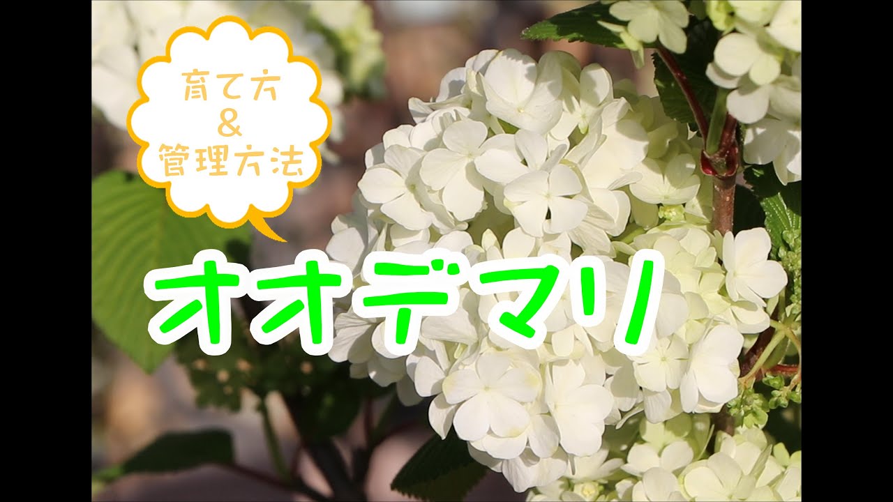 オオデマリ植物紹介 Youtube