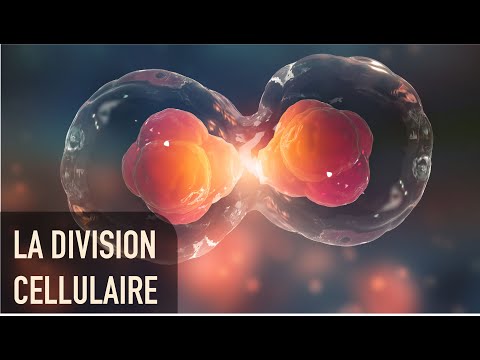Vidéo: Comment appelle-t-on le processus lorsqu'un noyau cellulaire se divise pour créer deux noyaux identiques ?