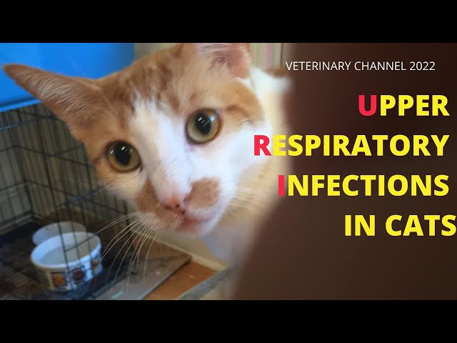 Veterinary Internal Medicine: The Prevention And Treatment Of