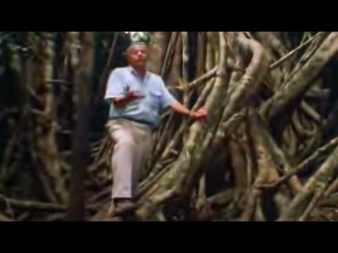 How the fig tree strangles other plants for survival in the rainforest - David Attenborough - BBC wildlife