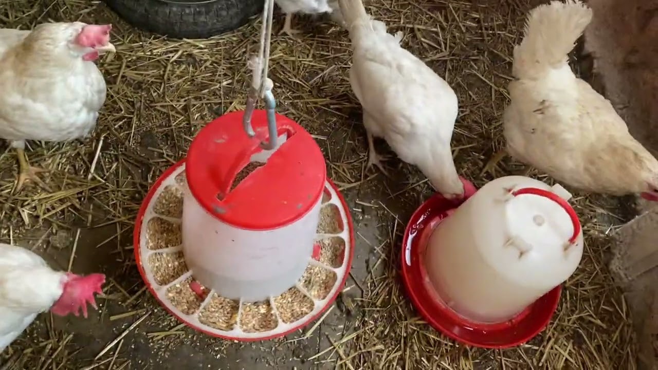 Курятник пустеет. Продала петухов