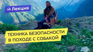 Техника безопасности в походе с собакой