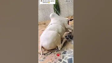 Fatehjangi Bull Qurbani 2022 