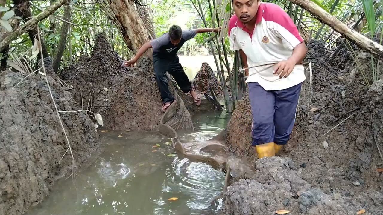 Cara Membubu Ketam Dalam Hutan Paya Bakau