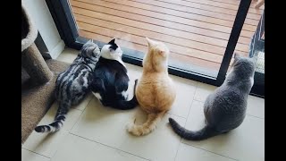 Day in the life of 5 cats