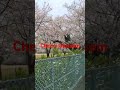 桜、Cherry blossoms in Japan #japan #japanlife #sakura # cherry blossoms#はなみ#shorts #spring