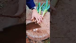 GI151385 Garden Fresh Cutting shortview#subscribe #trendingshorts #shortvideo #shorts