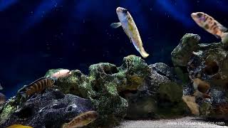 Labeotropheus Fuelleborni Katale Ob