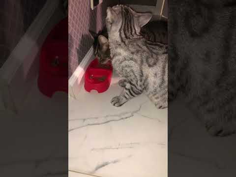 Коты 🐈‍⬛ едят