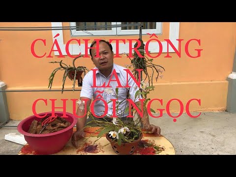 Cách trồng lan chuỗi ngọc. Sơn cầm | Foci