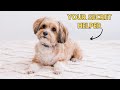 5 Things Your Shih Tzu Does for You Without You Knowing