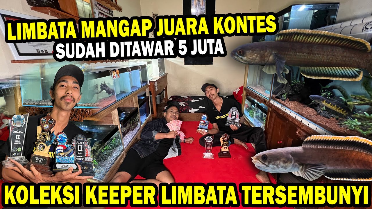 DITAWAR 5 JUTA!! LIMBATA MANGAP2 JUARA KONTES ADA DISINI